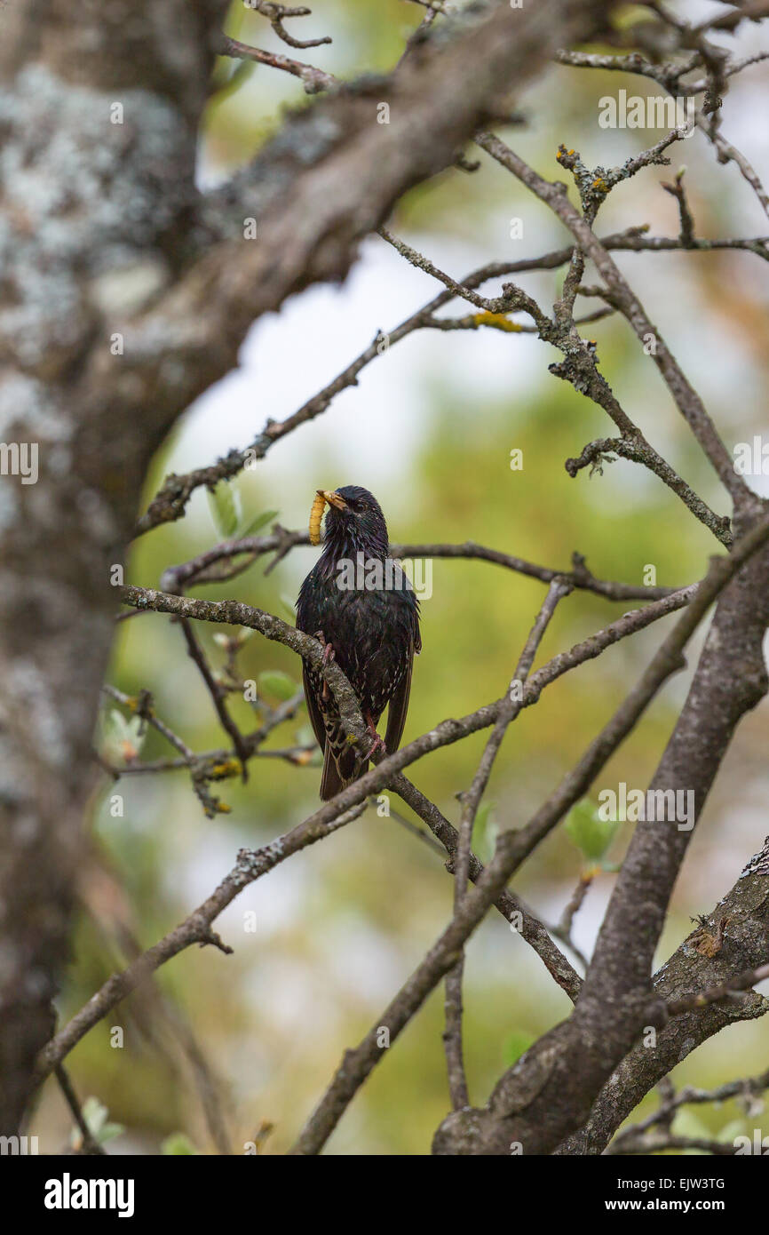 Starling with a caterpillar in its beak at a tree Stock Photo