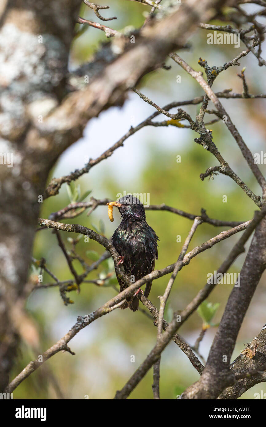 Starling with a caterpillar in its beak at a tree Stock Photo