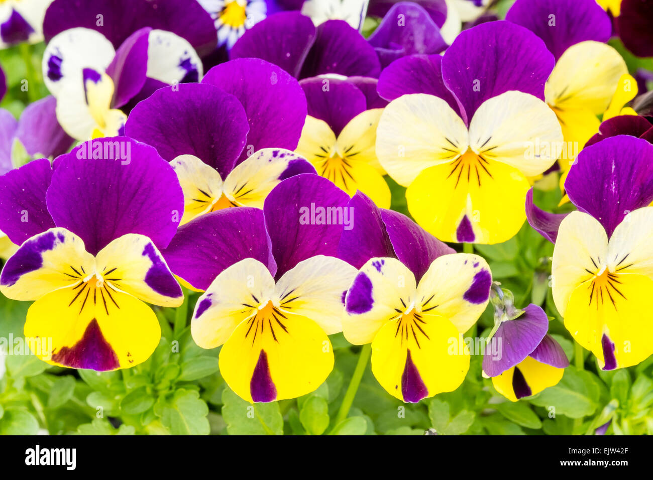 Violas uk garden hires stock photography and images Alamy