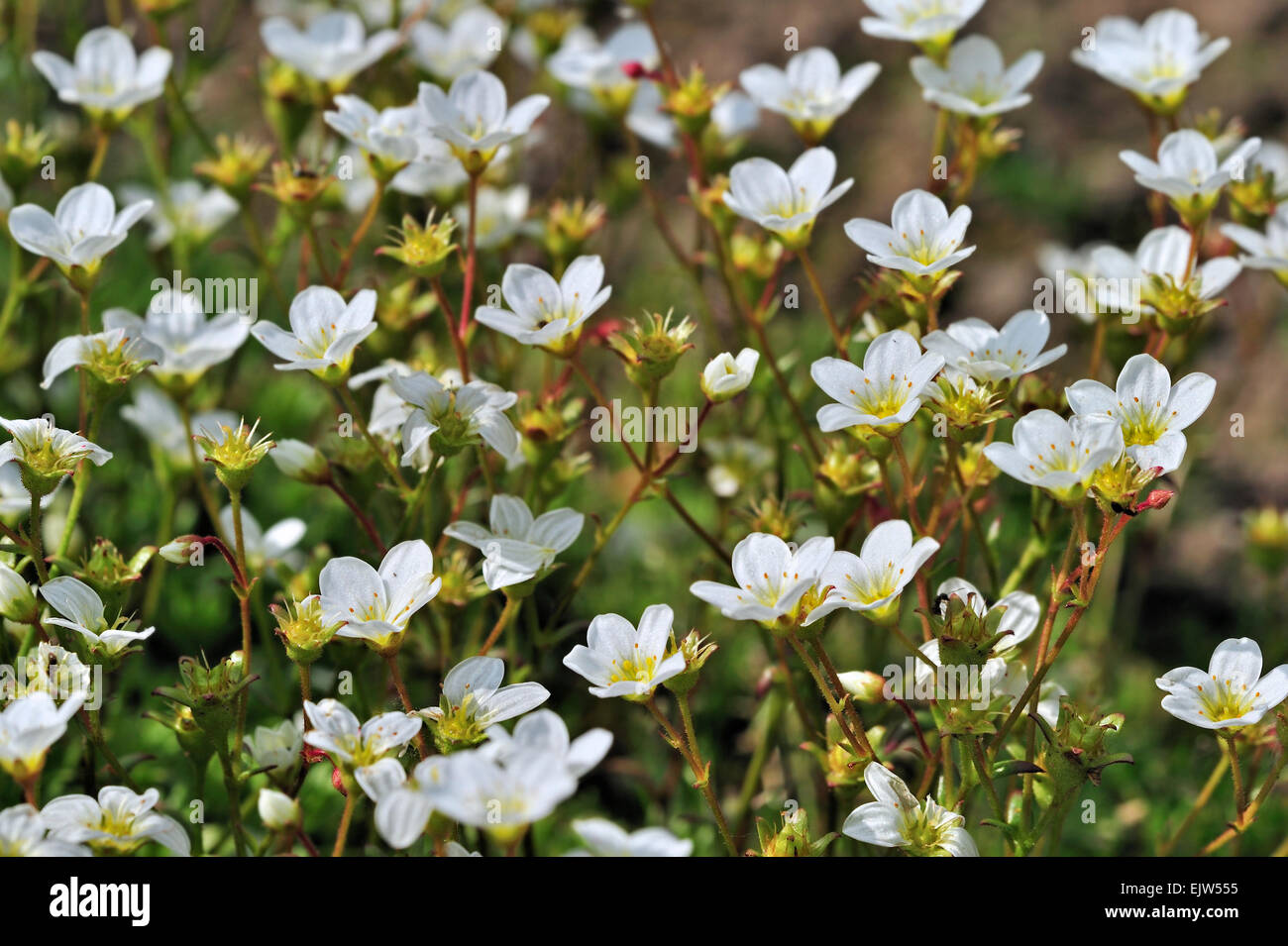 Mossy saxifrage (Saxifraga hypnoides) in flower Stock Photo