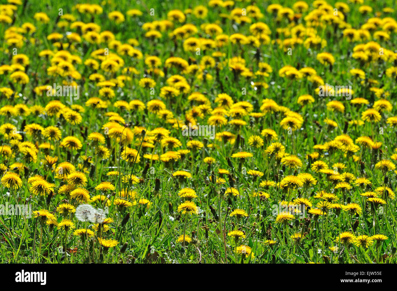 Carpet of common dandelions (Taraxacum offinale) flowering in meadow in spring Stock Photo