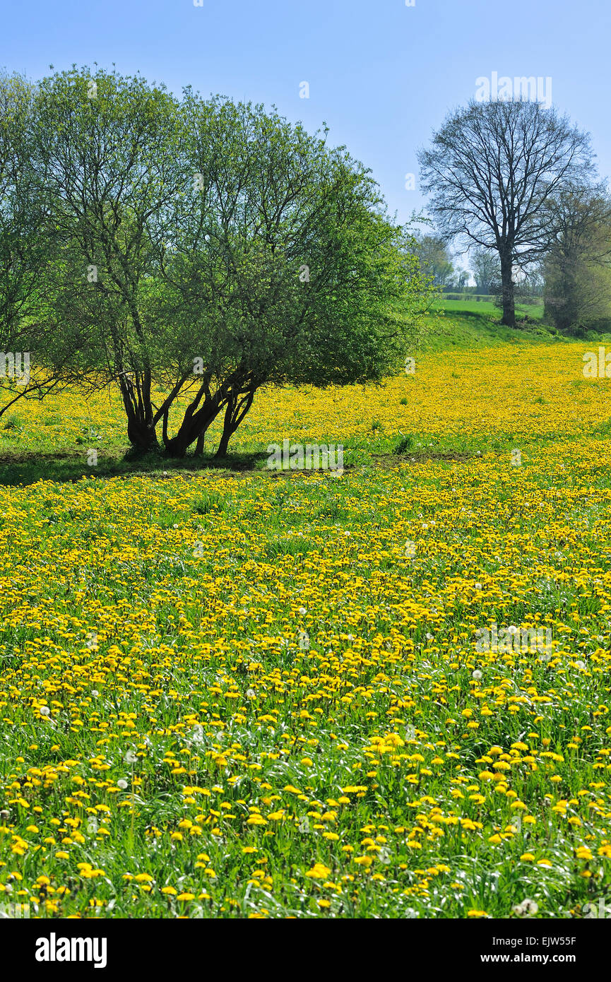 Carpet of common dandelions (Taraxacum offinale) flowering in meadow in spring Stock Photo