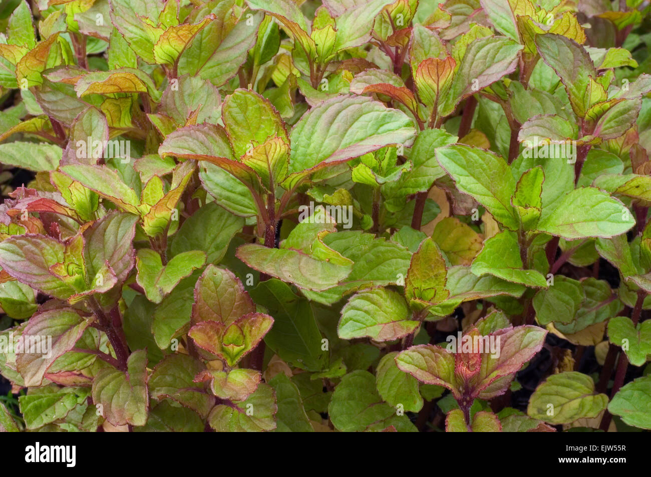 Peppermint (Mentha x piperita) close up of leaves Stock Photo