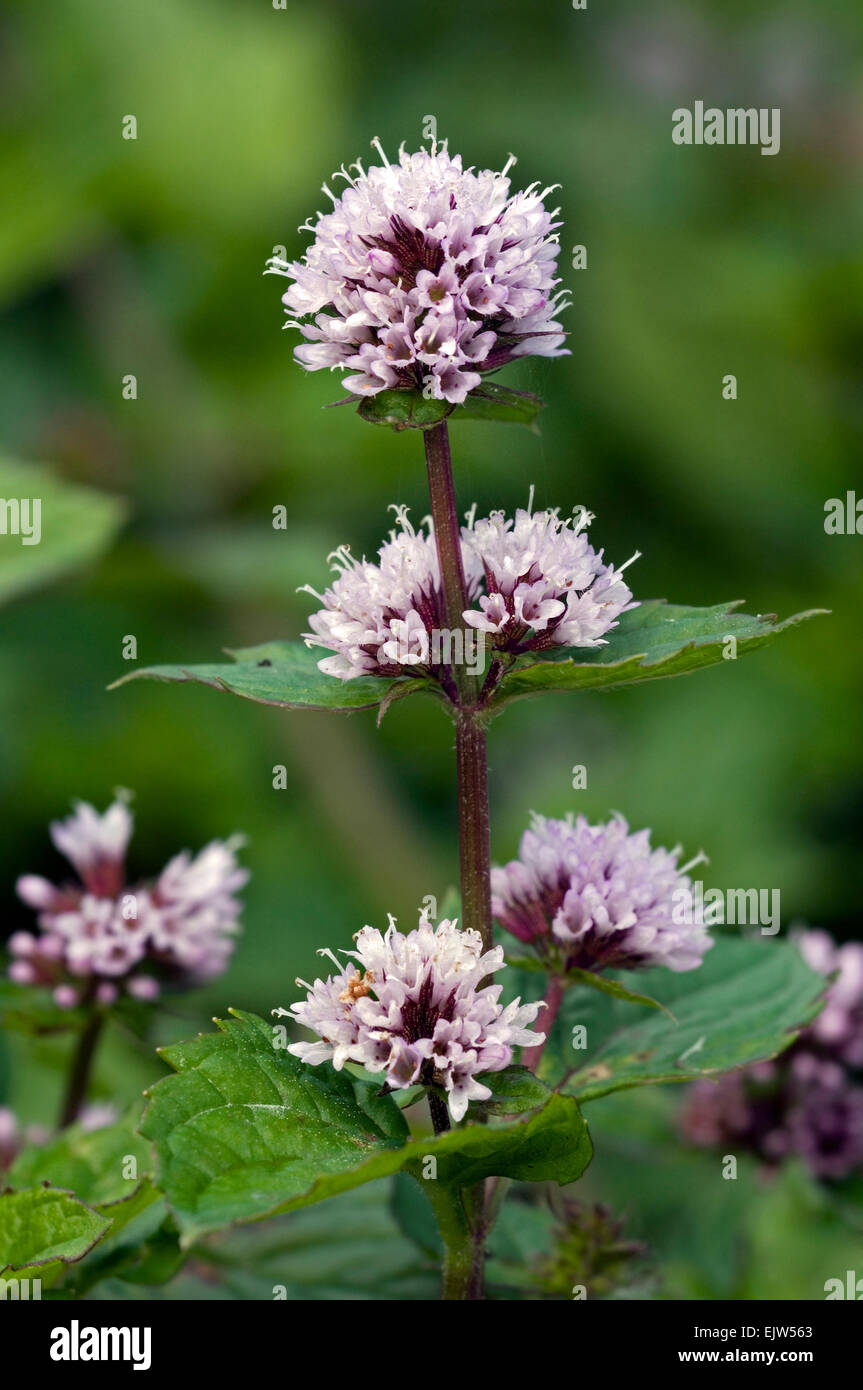 Peppermint (Mentha x piperita) in flower Stock Photo