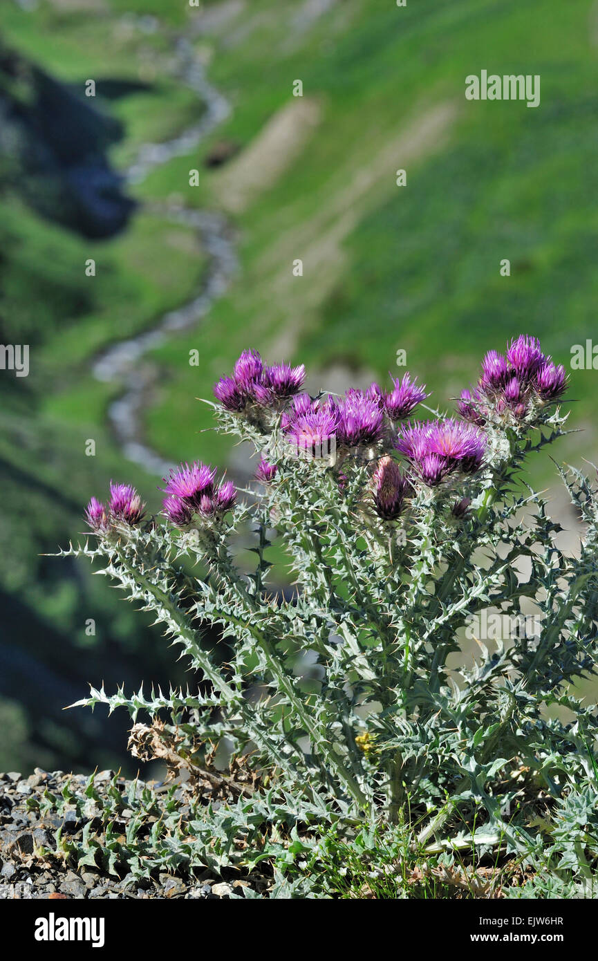 Pyrenean thistle (Carduus carlinoides) in flower in the Pyrenees, France Stock Photo