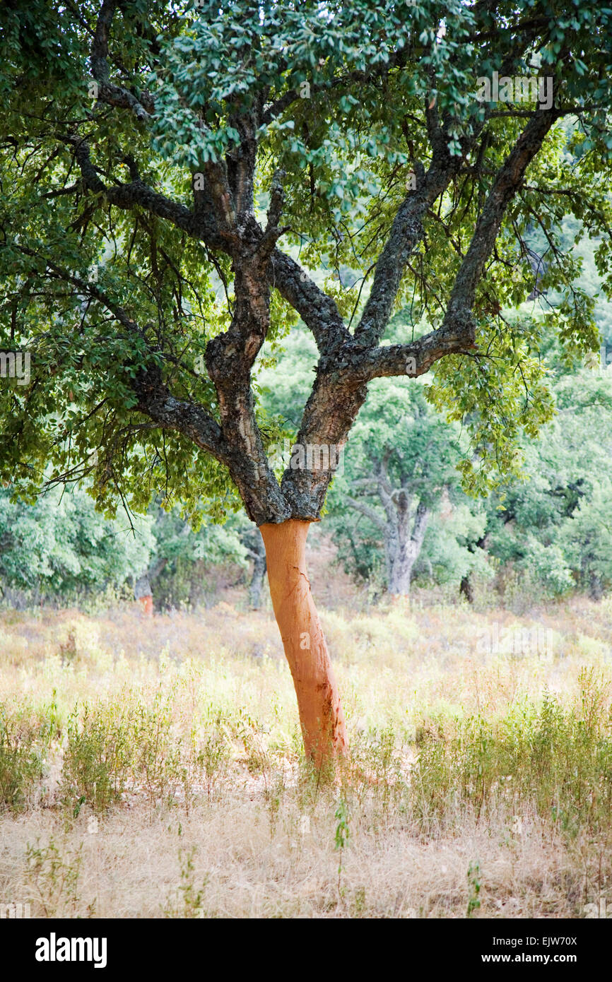 A cork oak in Andalusia in Spain Stock Photo - Alamy