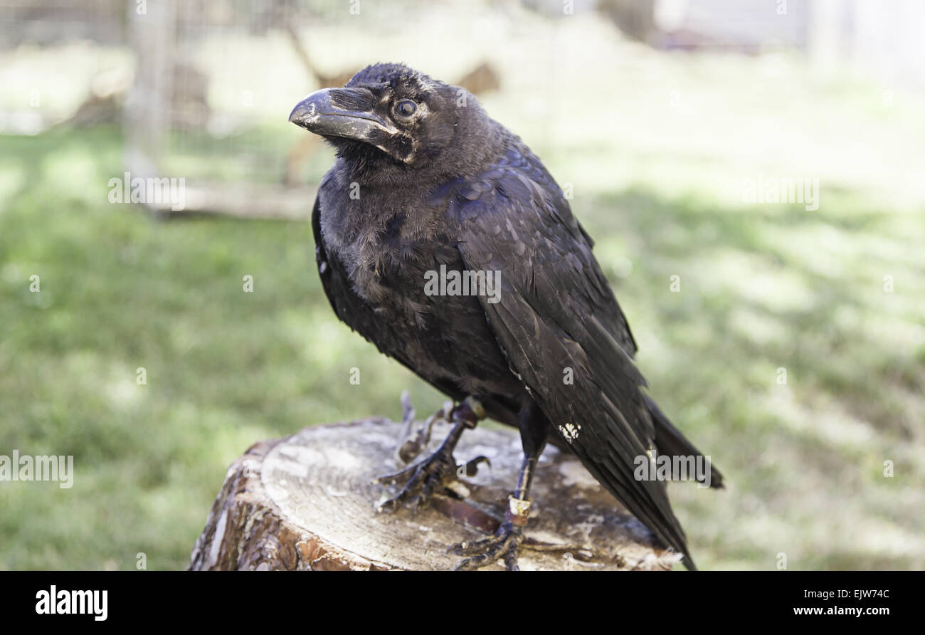 Crow Captive T-Shirt for Men/Large Size (USA Size) main image 1