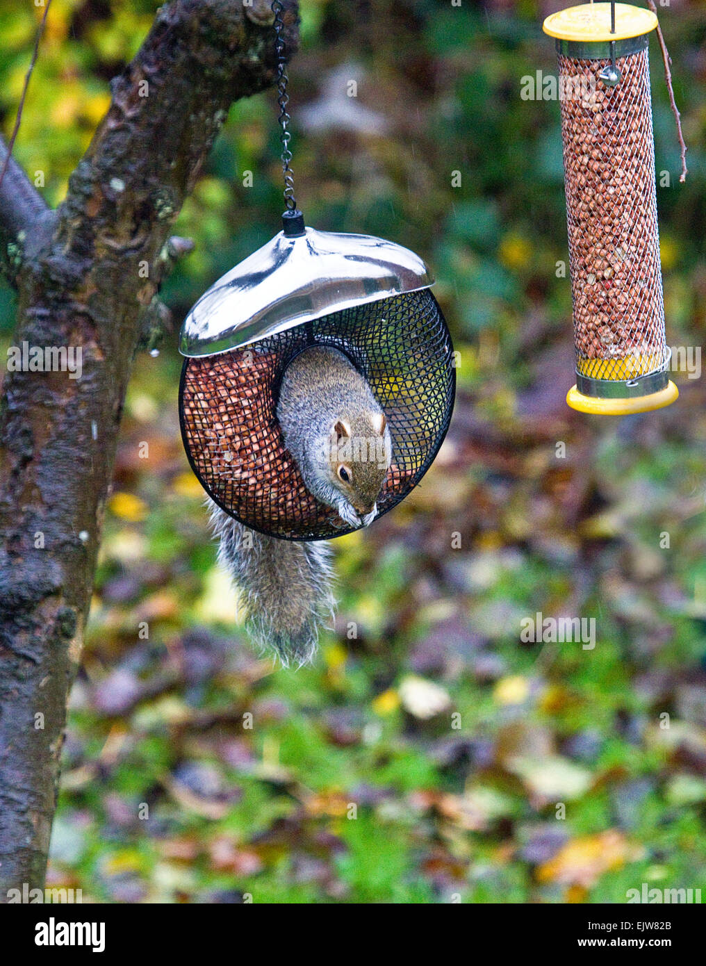 Grey Squirrel In Donut Shaped Peanut Feeder In The Rain Stock
