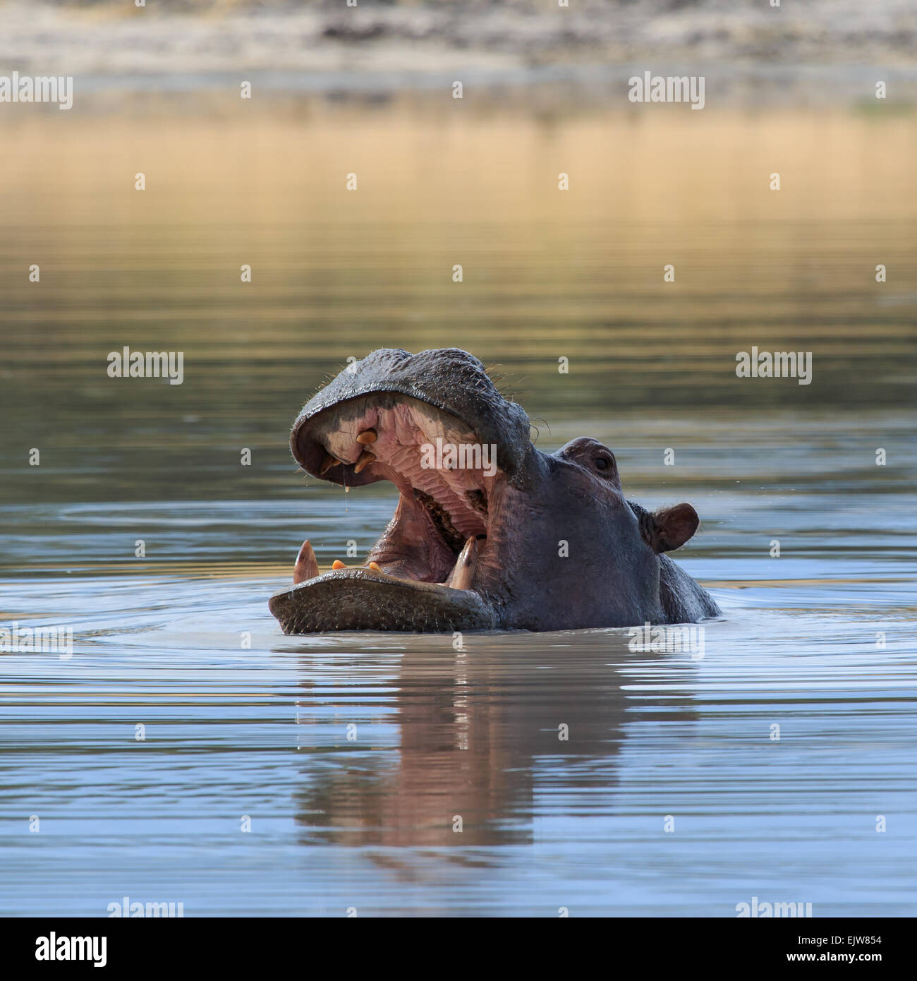 Close up hippo looking with head above water in Africa. Stock Photo
