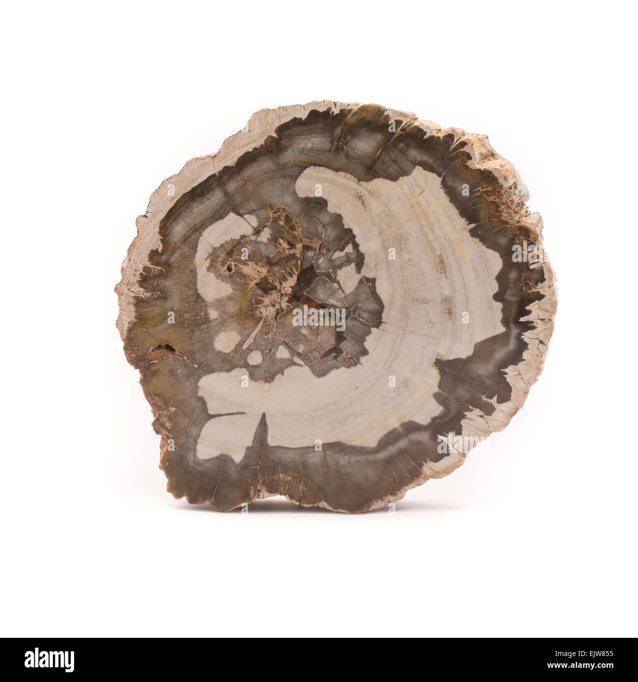 Front view of a slice of petrified wood found in Madagascar. Isolated on a white background. Stock Photo