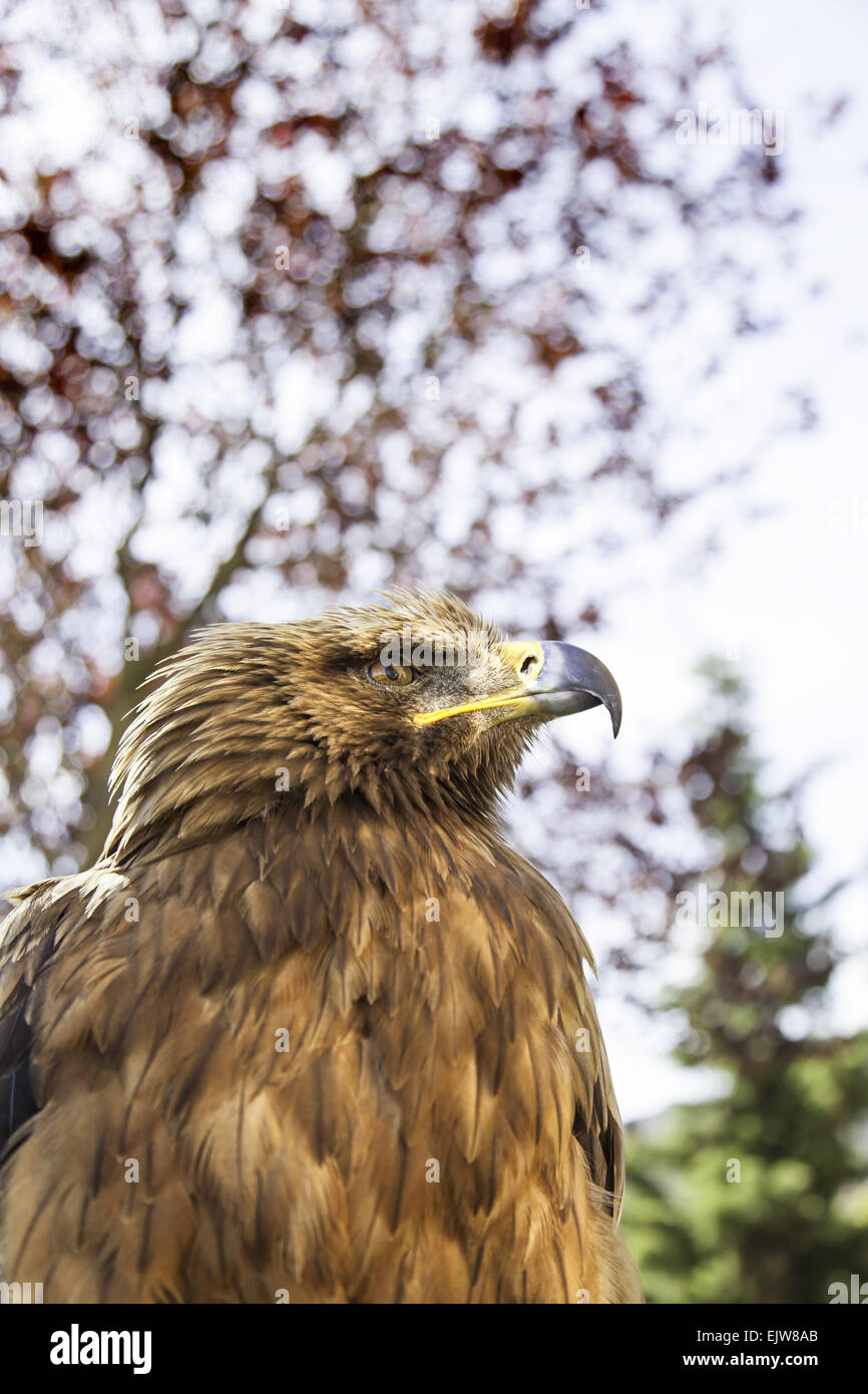 Wild eagle in captivity, detail of a dangerous bird, animal power Stock Photo