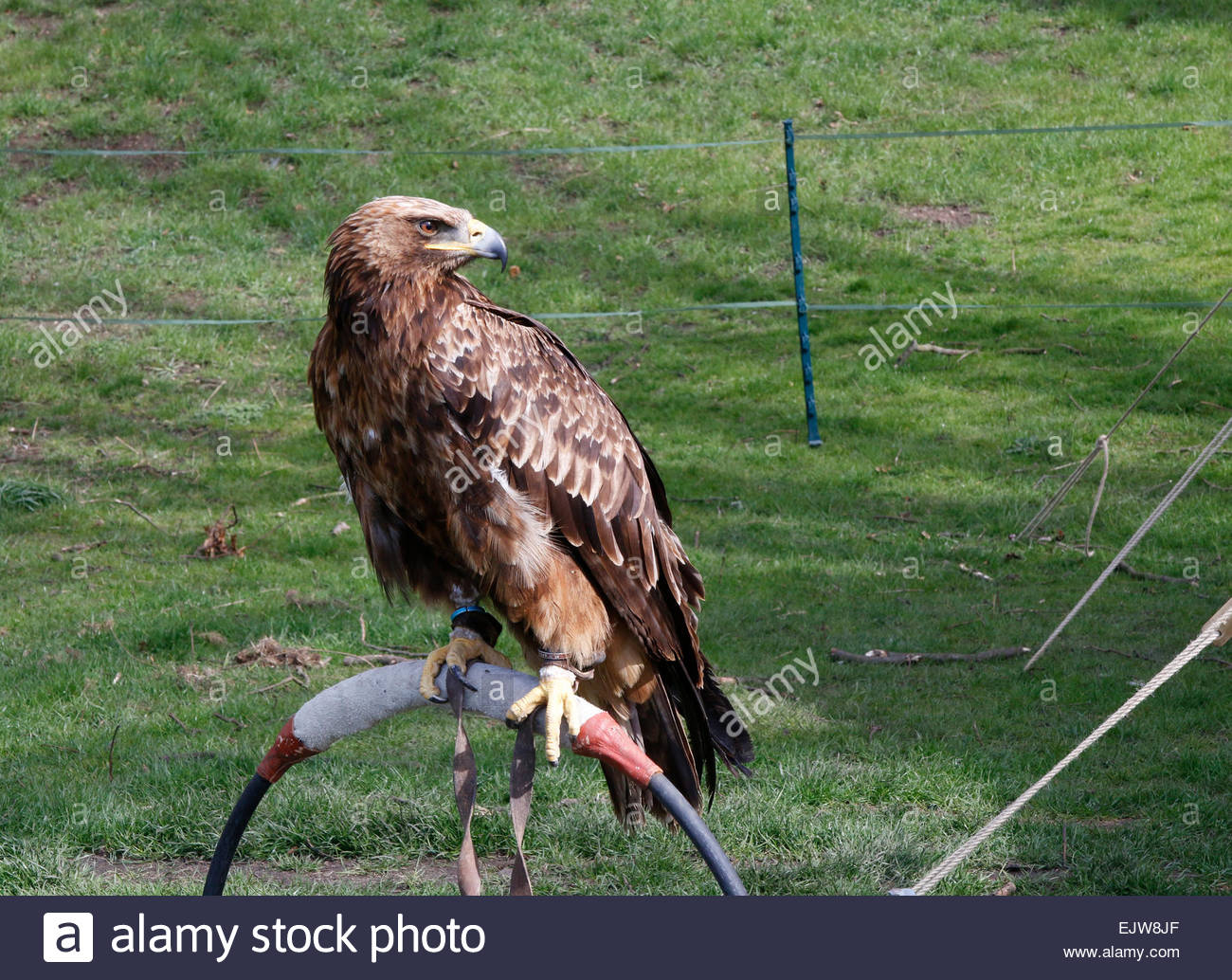 Golden Eagle Uk Stock Photos Golden Eagle Uk Stock Images