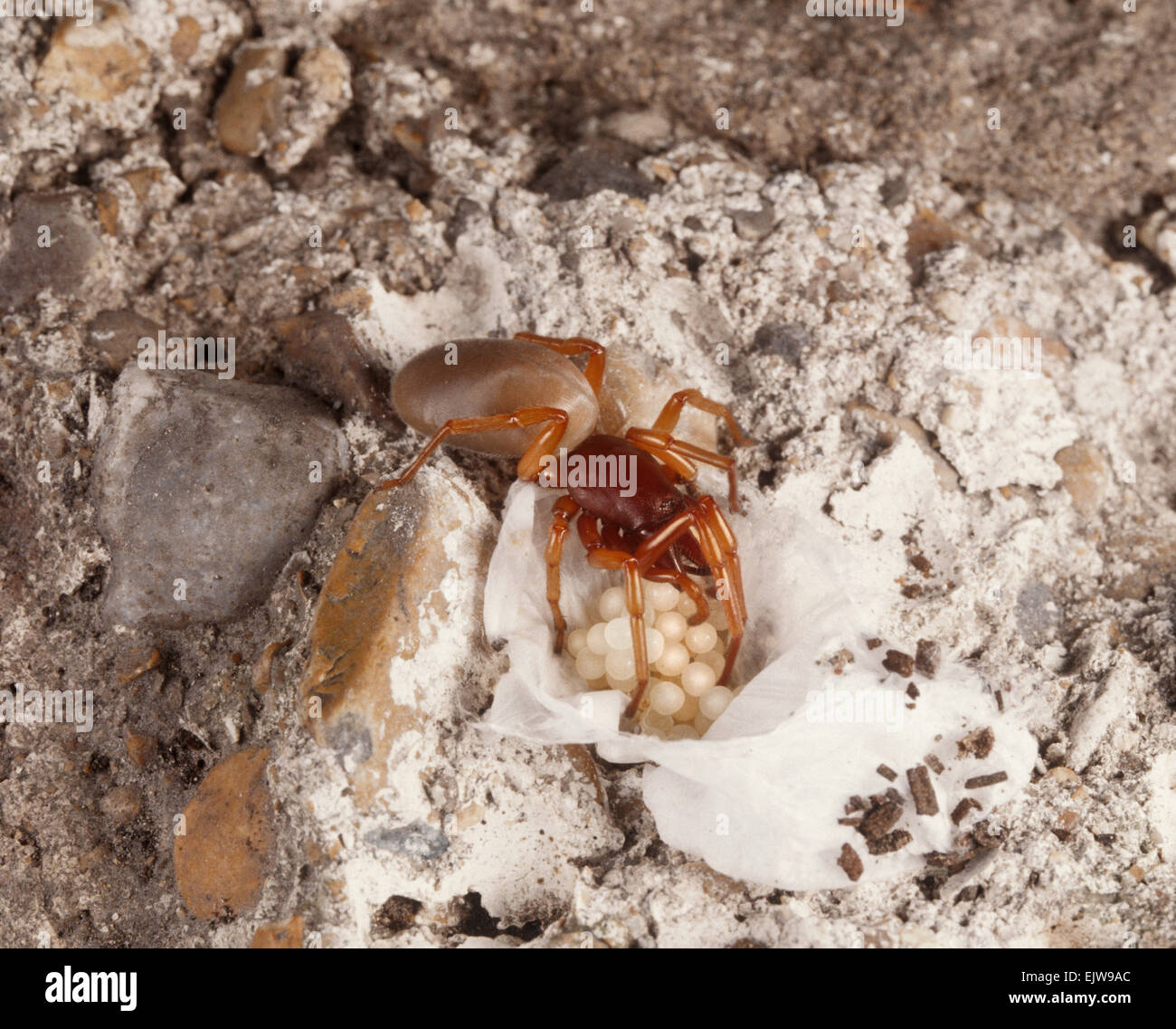 Dysdera crocata is a common and distinctive spider found in gardens, around buildings and on disturbed ground. Stock Photo