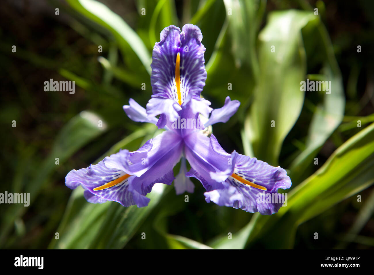 Purple Iris flower bloom, found on a plant growing wild. Iris planifolia Stock Photo