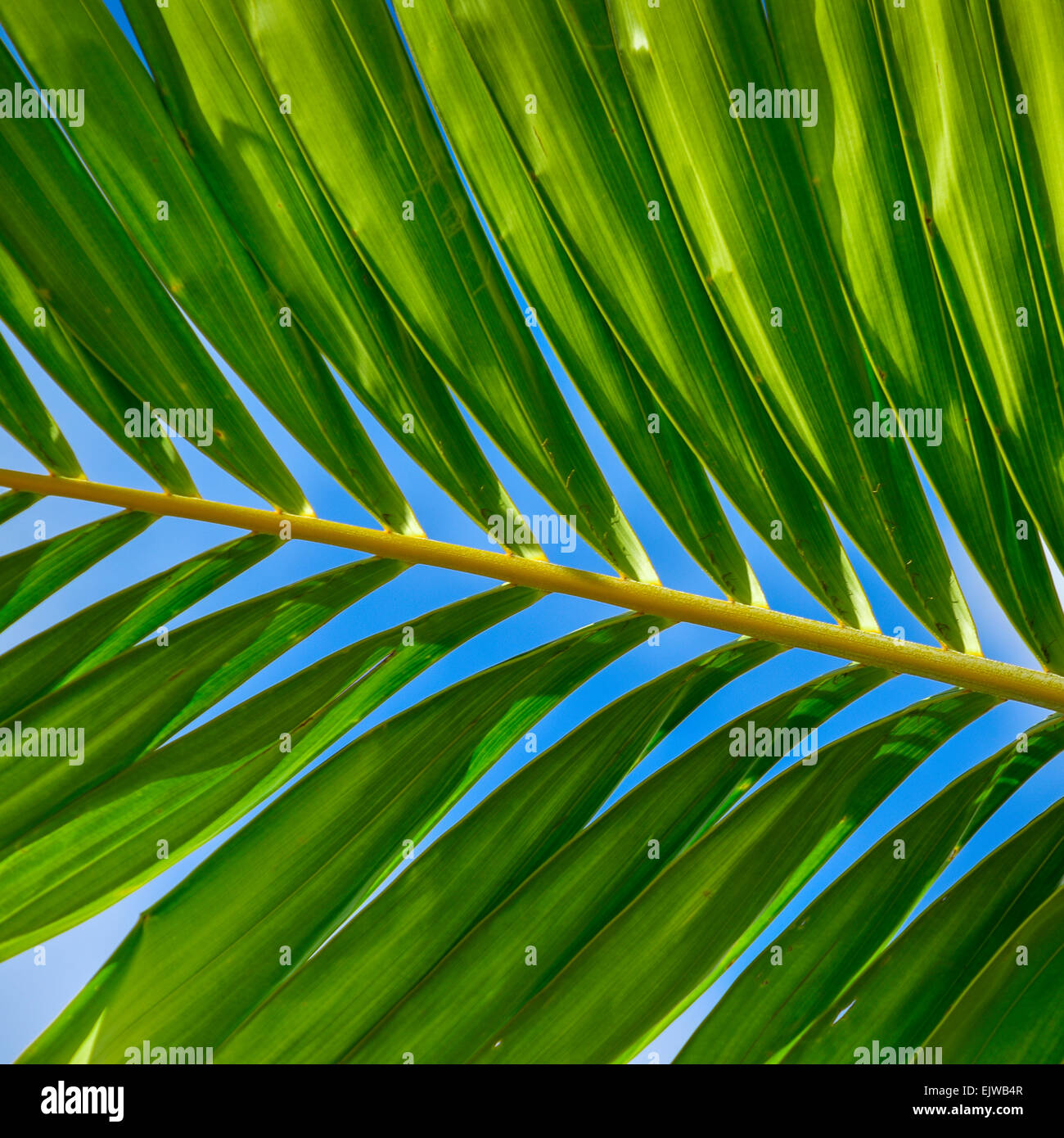 USA, Florida, Palm Beach, Sunlight in palm leaf Stock Photo - Alamy