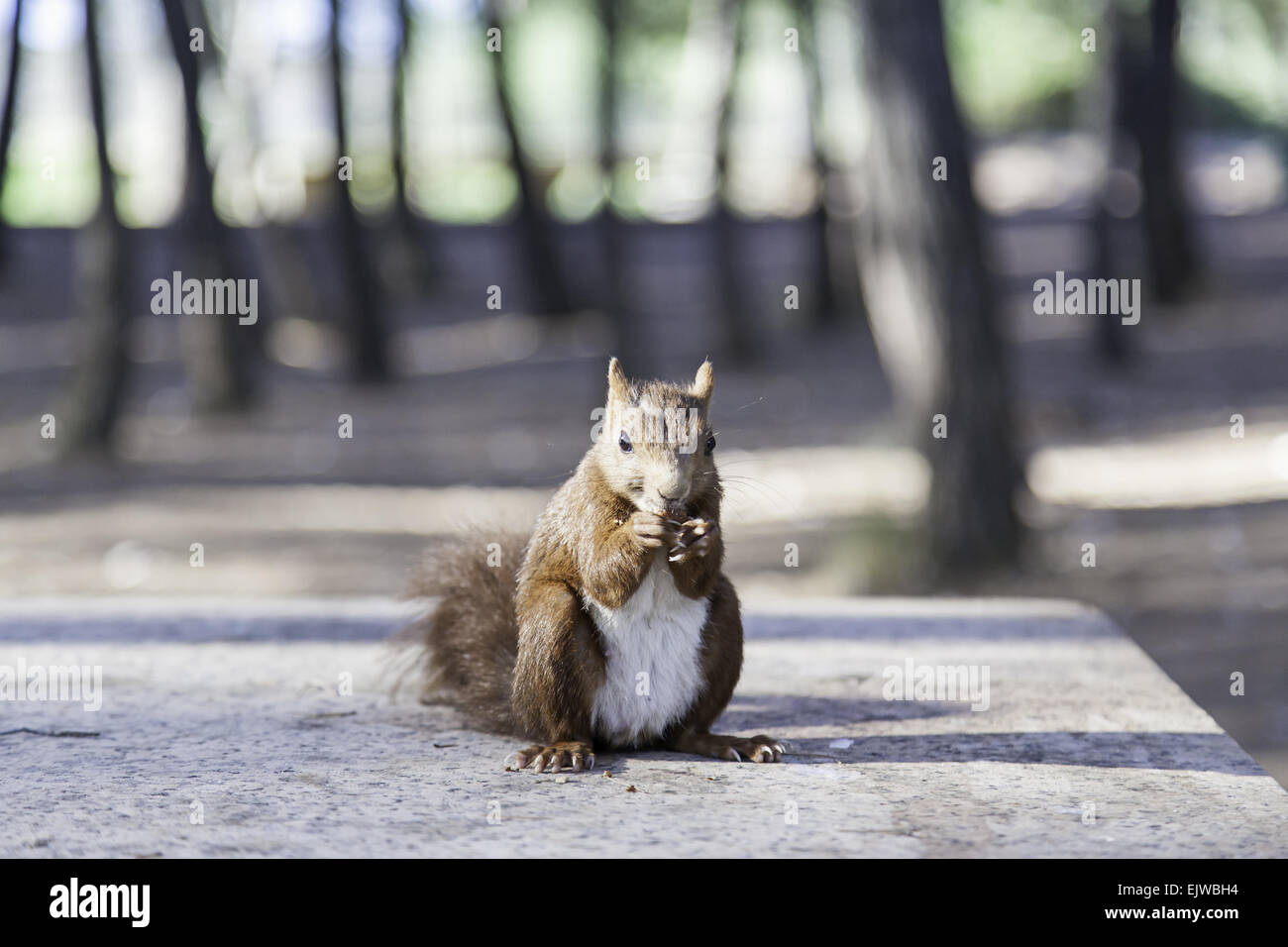 Wild squirrel eating hazelnuts, detail d eun comiento forest animal