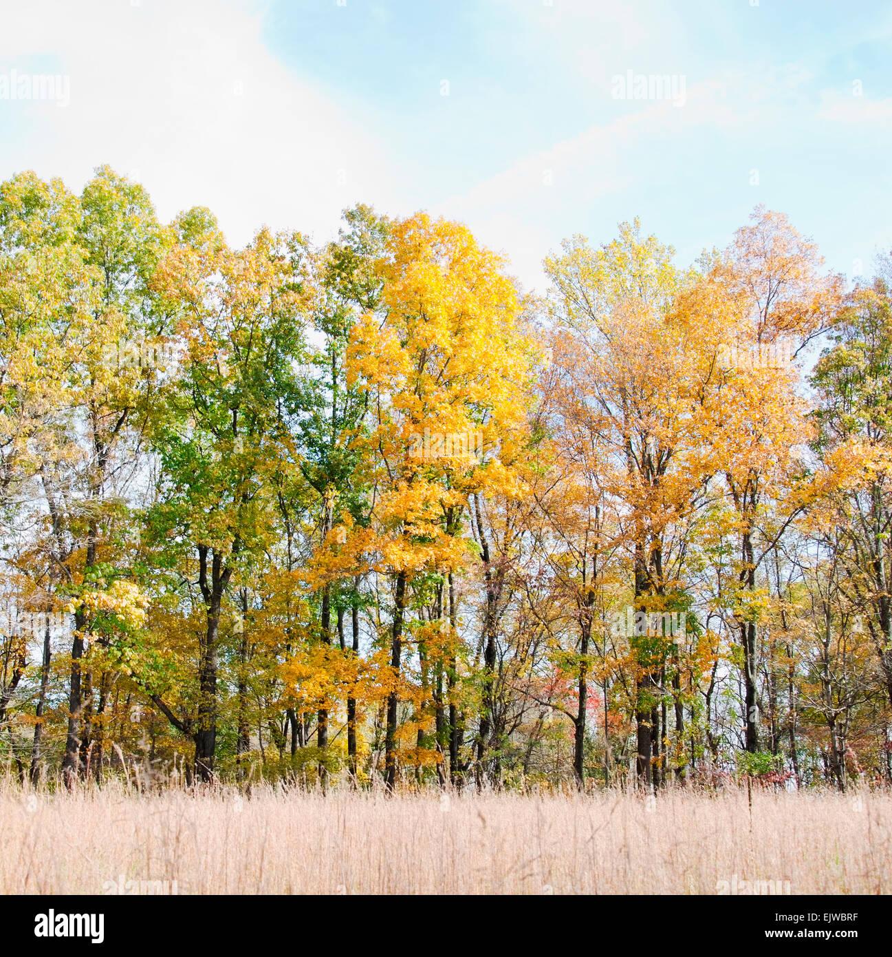 Mendham, Field and trees in autumn Stock Photo Alamy