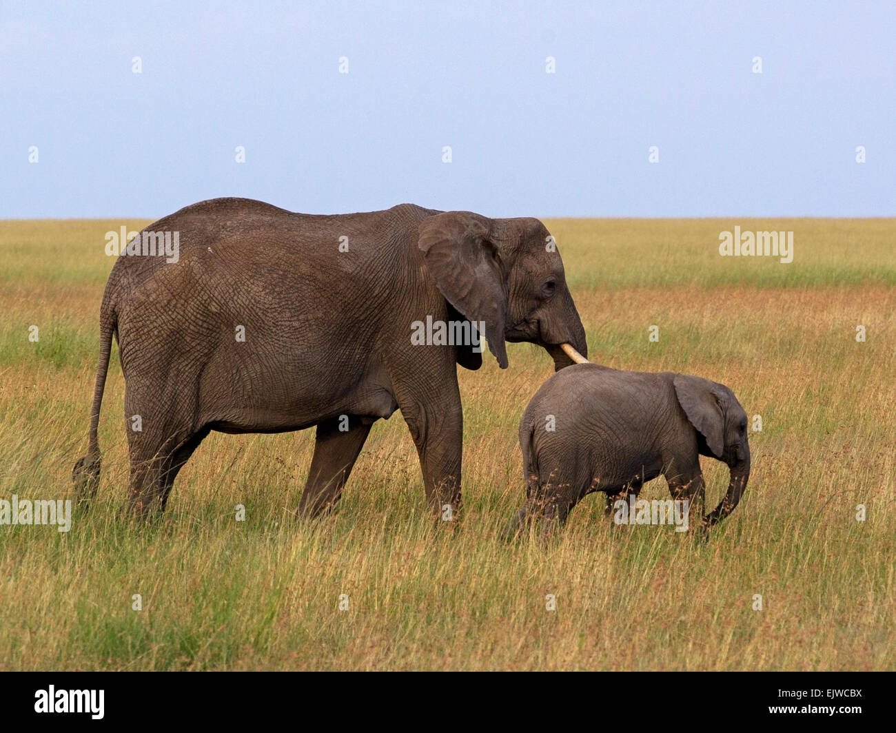 Female african elephant walking with calf Stock Photo Alamy