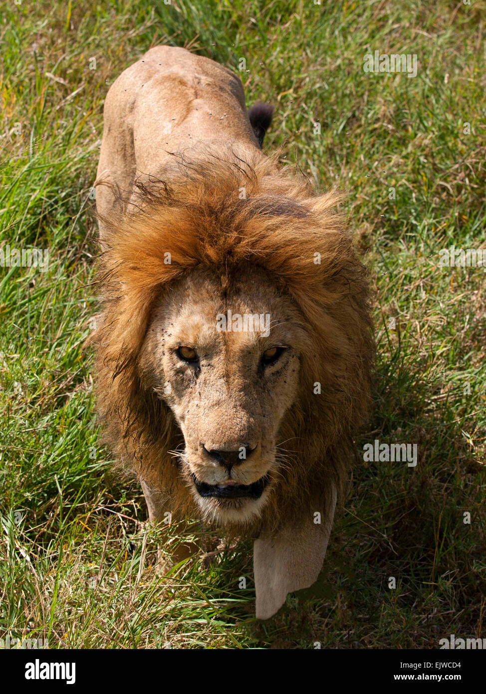 Male Lion Walking High Resolution Stock Photography and Images - Alamy