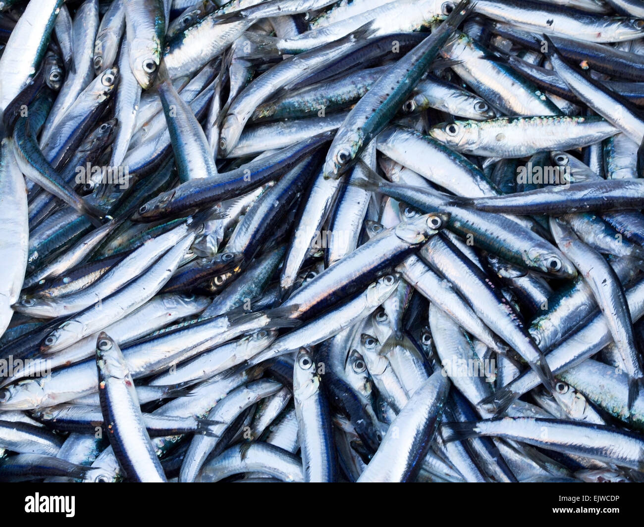 Fresh catch of sardines and anchovies on market, shoot from above Stock Photo