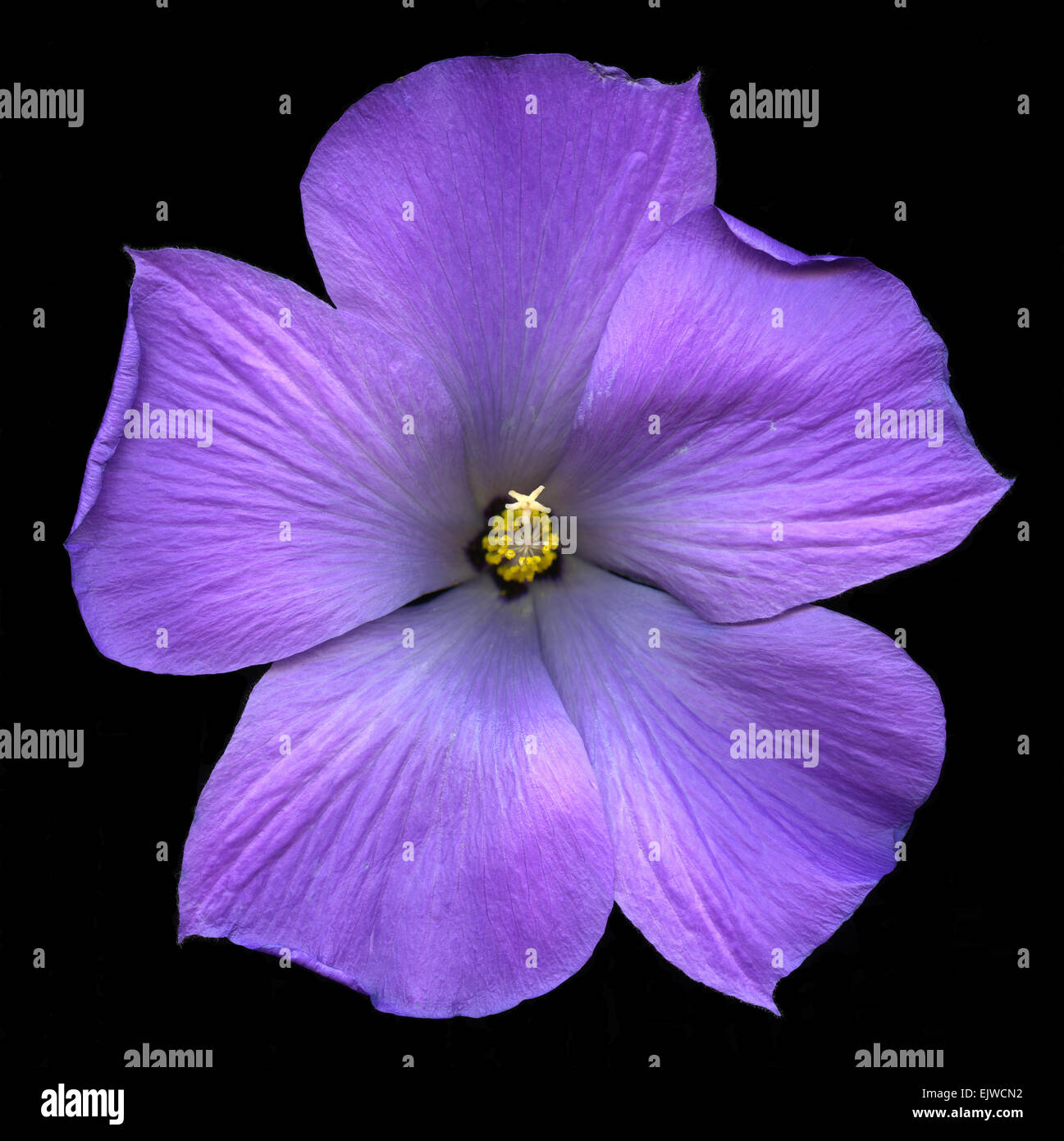 A single purple Hibiscus flower isolated on black background Stock Photo