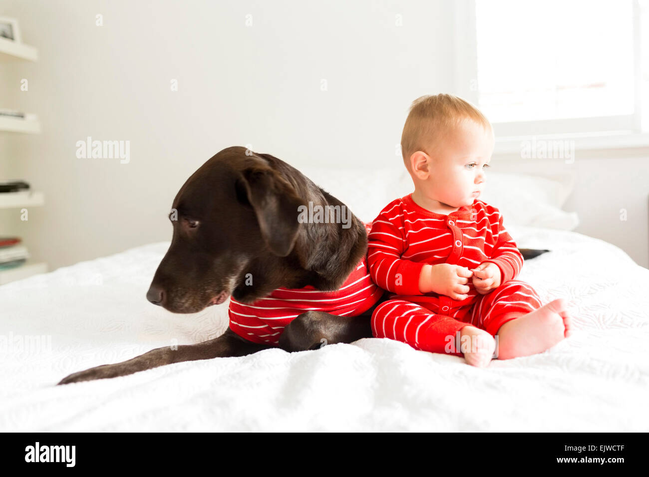 Boy (23) with dog in bedroom Stock Photo Alamy