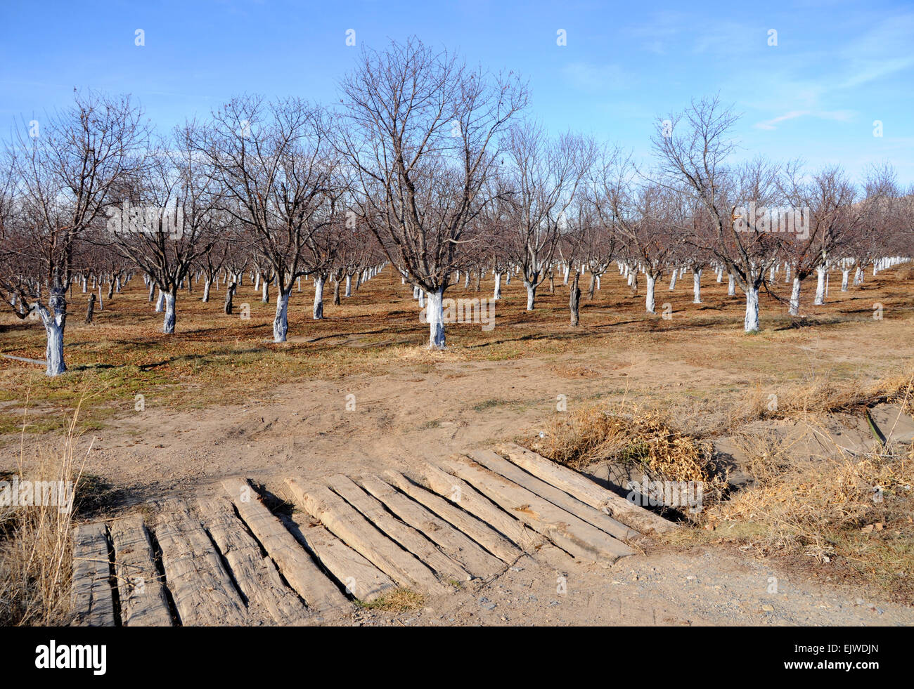 Cherry Orchard in Winter in Utah County near Genola Stock Photo Alamy
