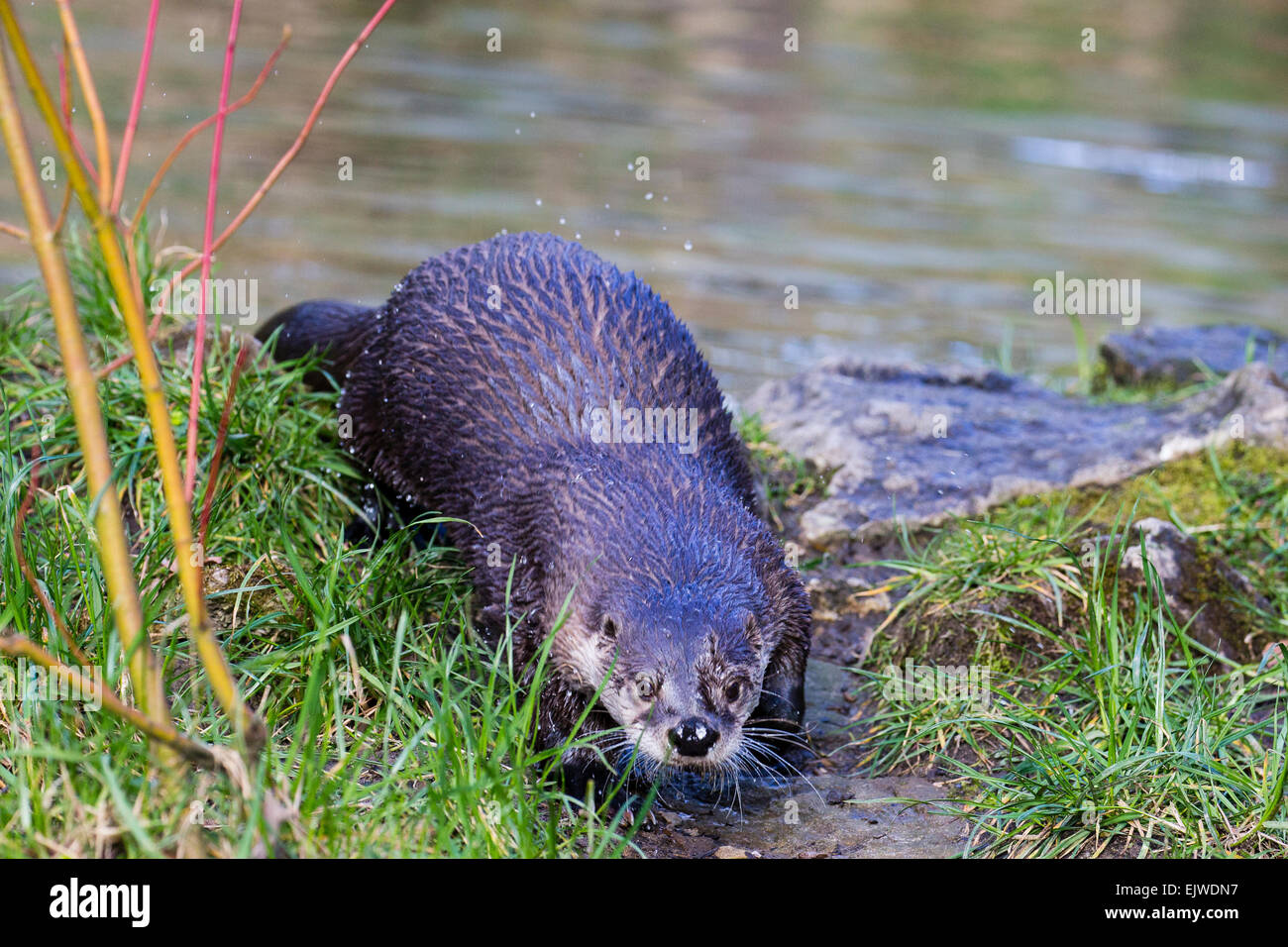 Two North American river otter live in a large enclosure in the Chestnut conservation centre in Chapel en le Frith, Derbyshire Stock Photo