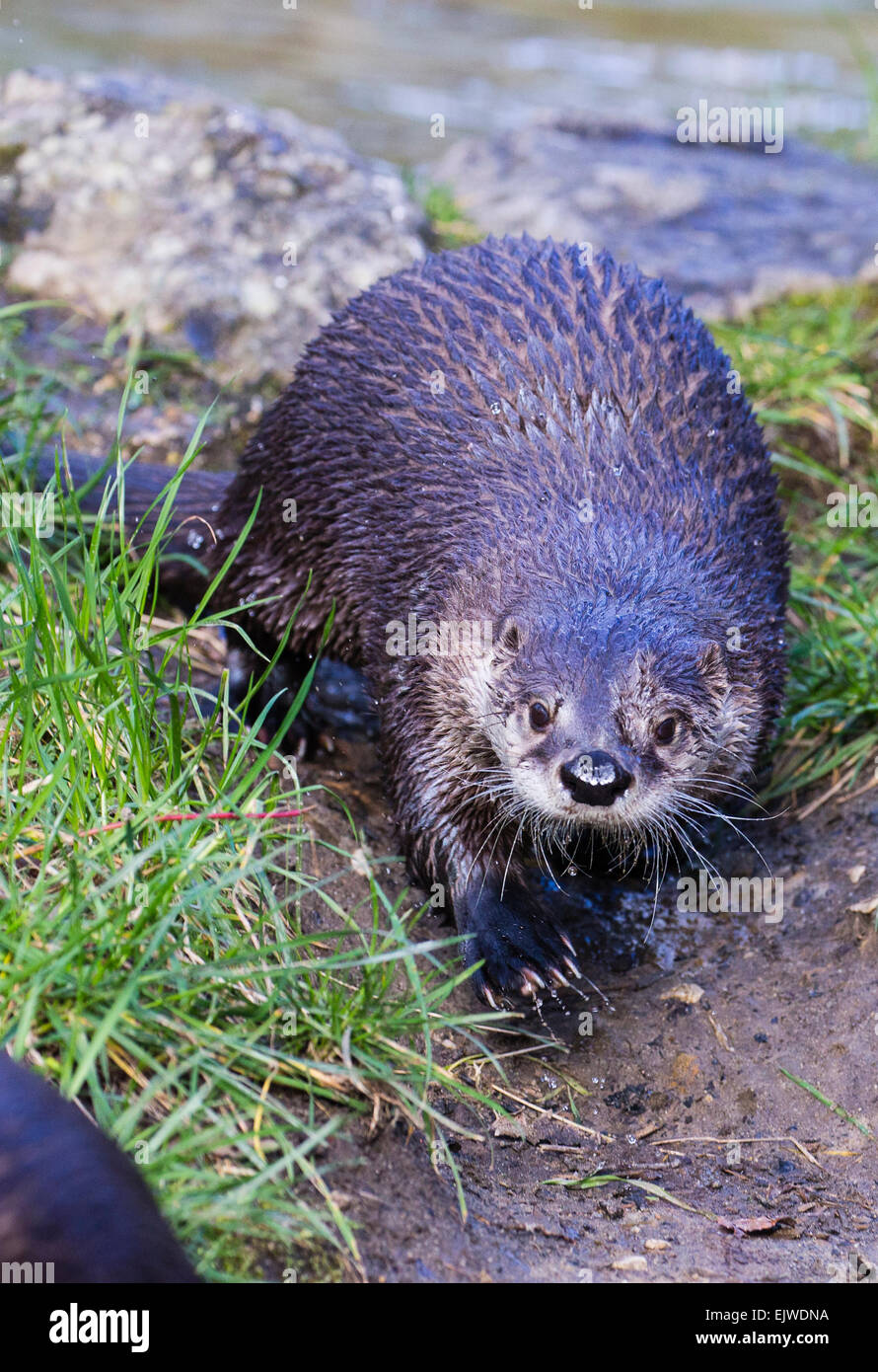 Two North American river otter live in a large enclosure in the Chestnut conservation centre in Chapel en le Frith, Derbyshire Stock Photo