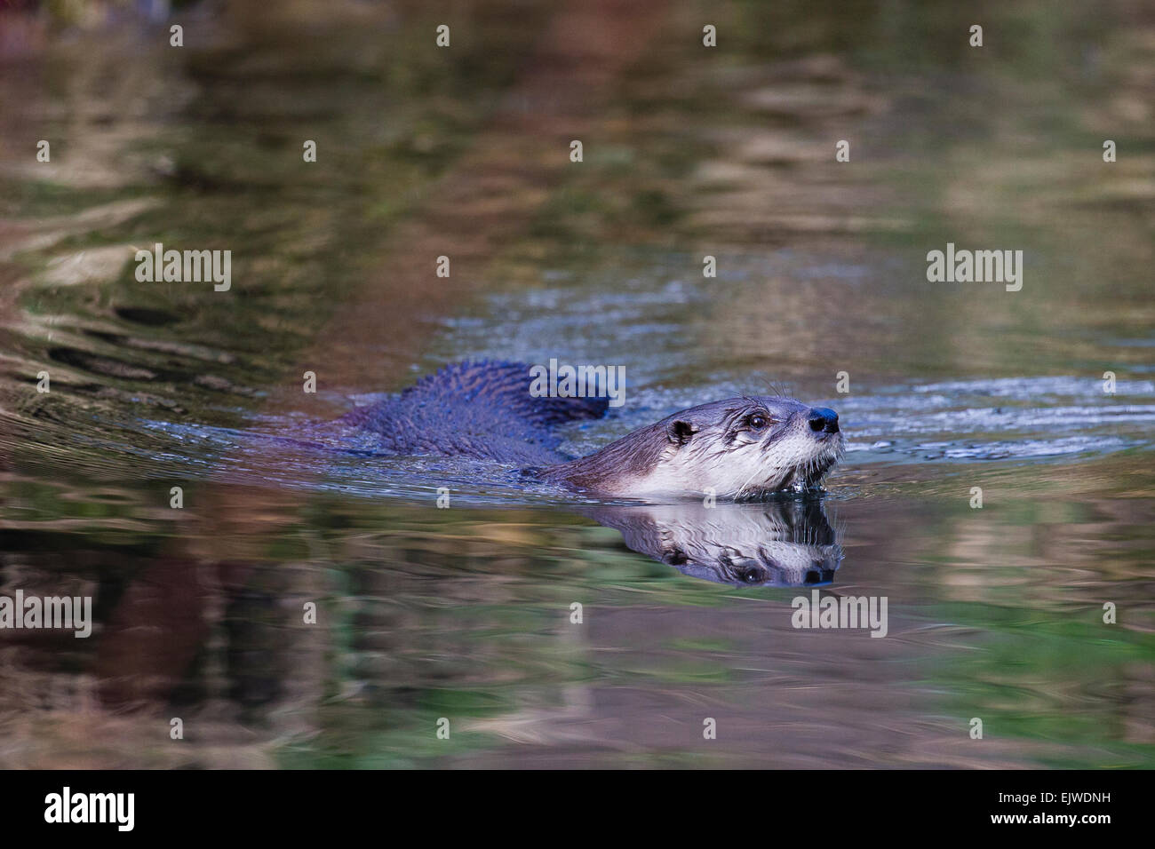 Two North American river otter live in a large enclosure in the