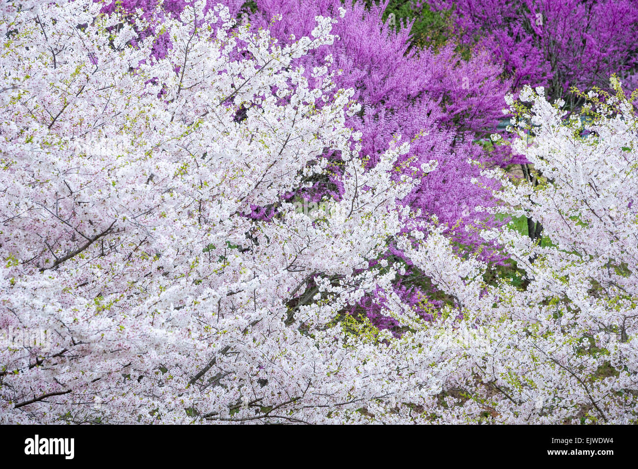 Beautiful white and violet blossoms bursting with the colors of Spring near Atlanta, Georgia, USA. Stock Photo