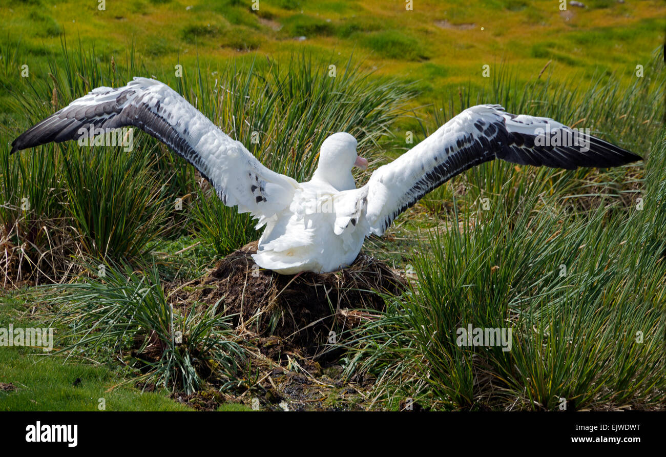 Adult Wandering Albatross on nest with unfolded wings Prion Island South Georgia Stock Photo