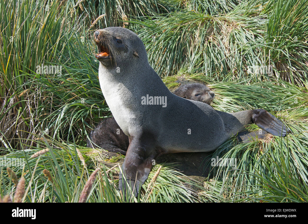 Aggressive female fur seal with pup in long grass Prion Island South Georgia Stock Photo