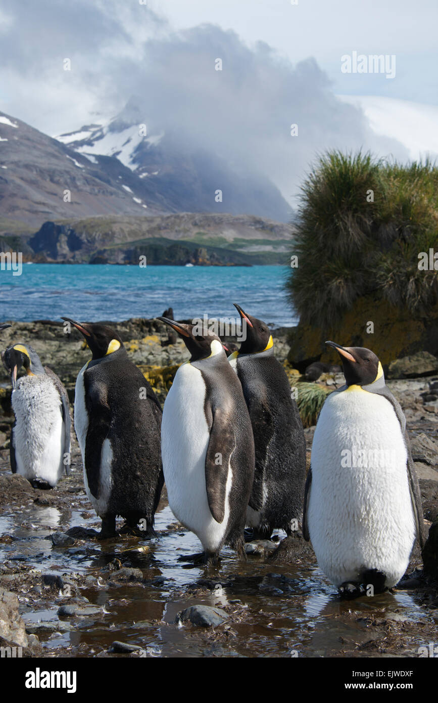 Group of King Penguins Prion Island South Georgia Stock Photo