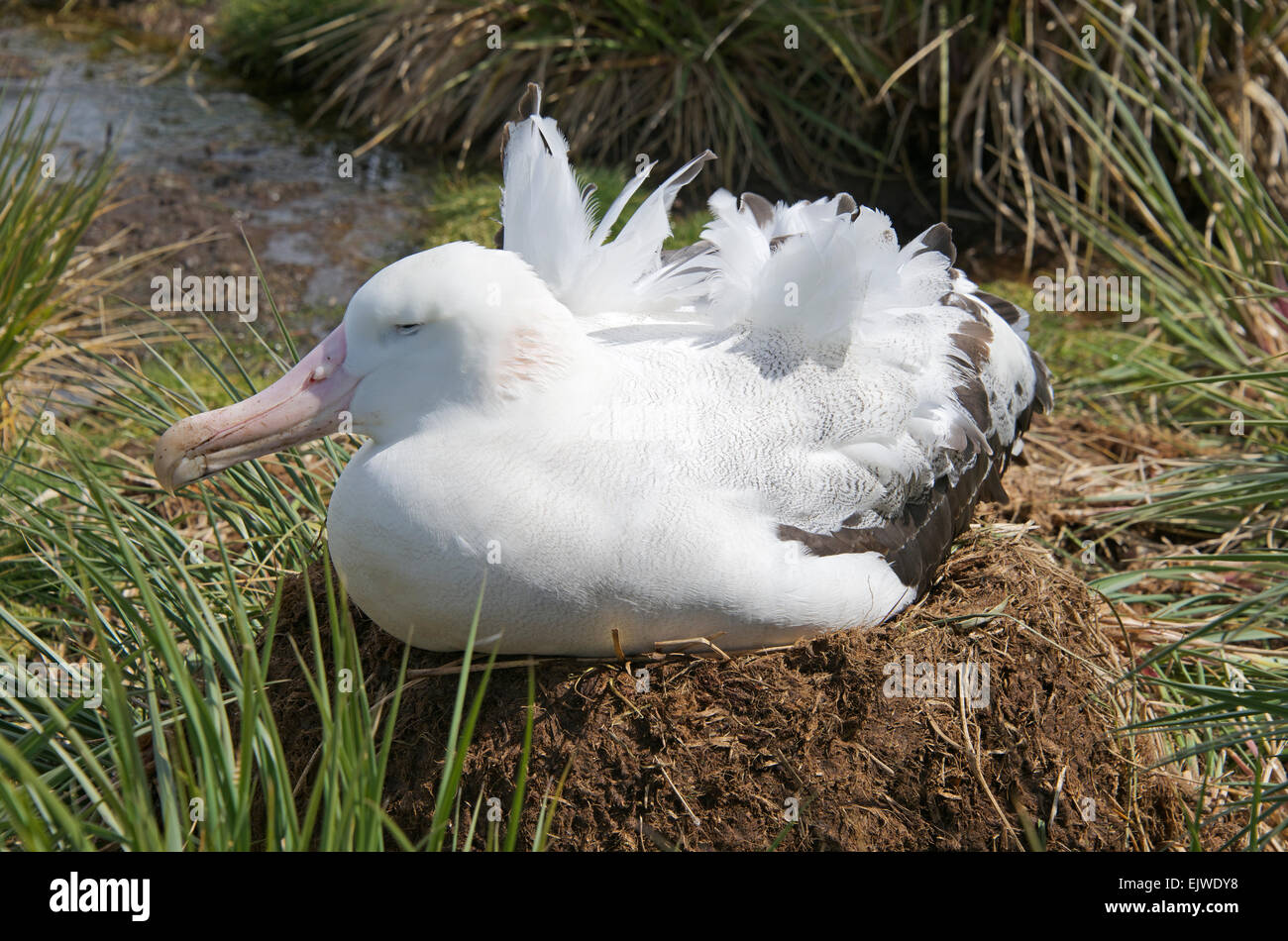 Wandering Albatross on nest Prion Island South Georgia Stock Photo