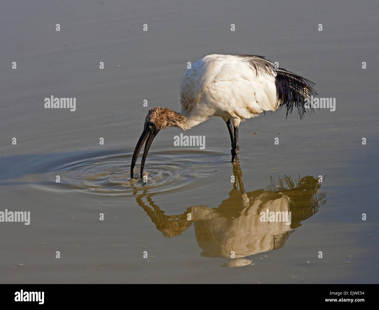 African sacred ibis foraging Stock Photo