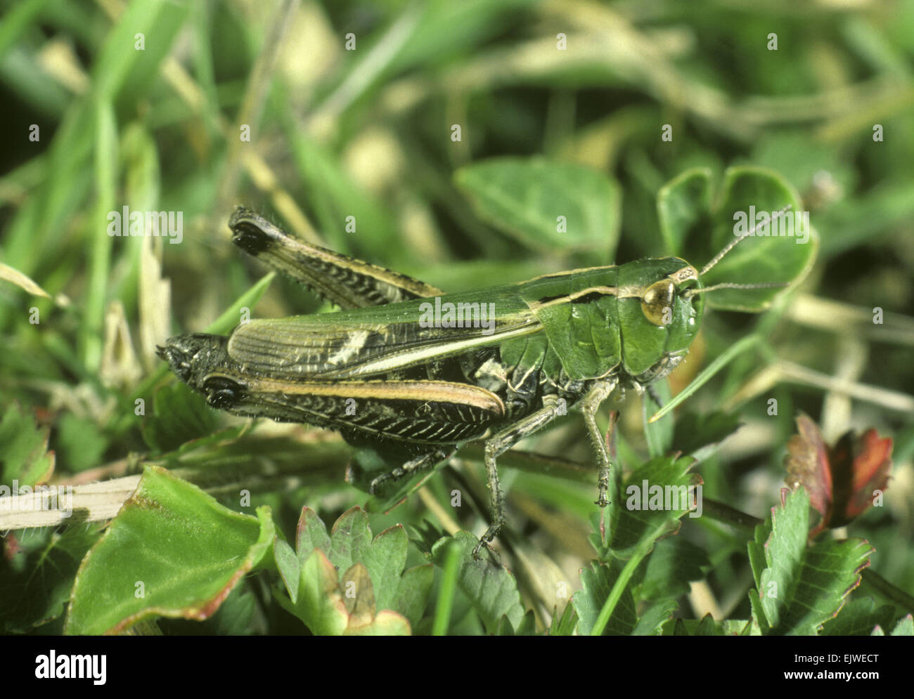 Stripe-winged Grasshopper - Stenobothrus lineatus Stock Photo
