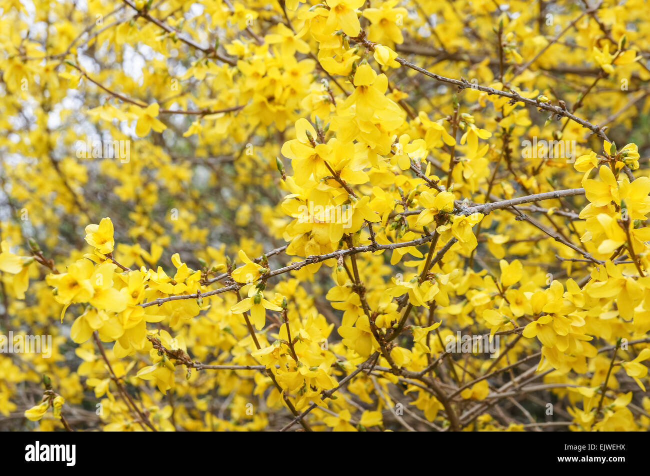Yellow flowers of blooming Forsythia in spring Stock Photo