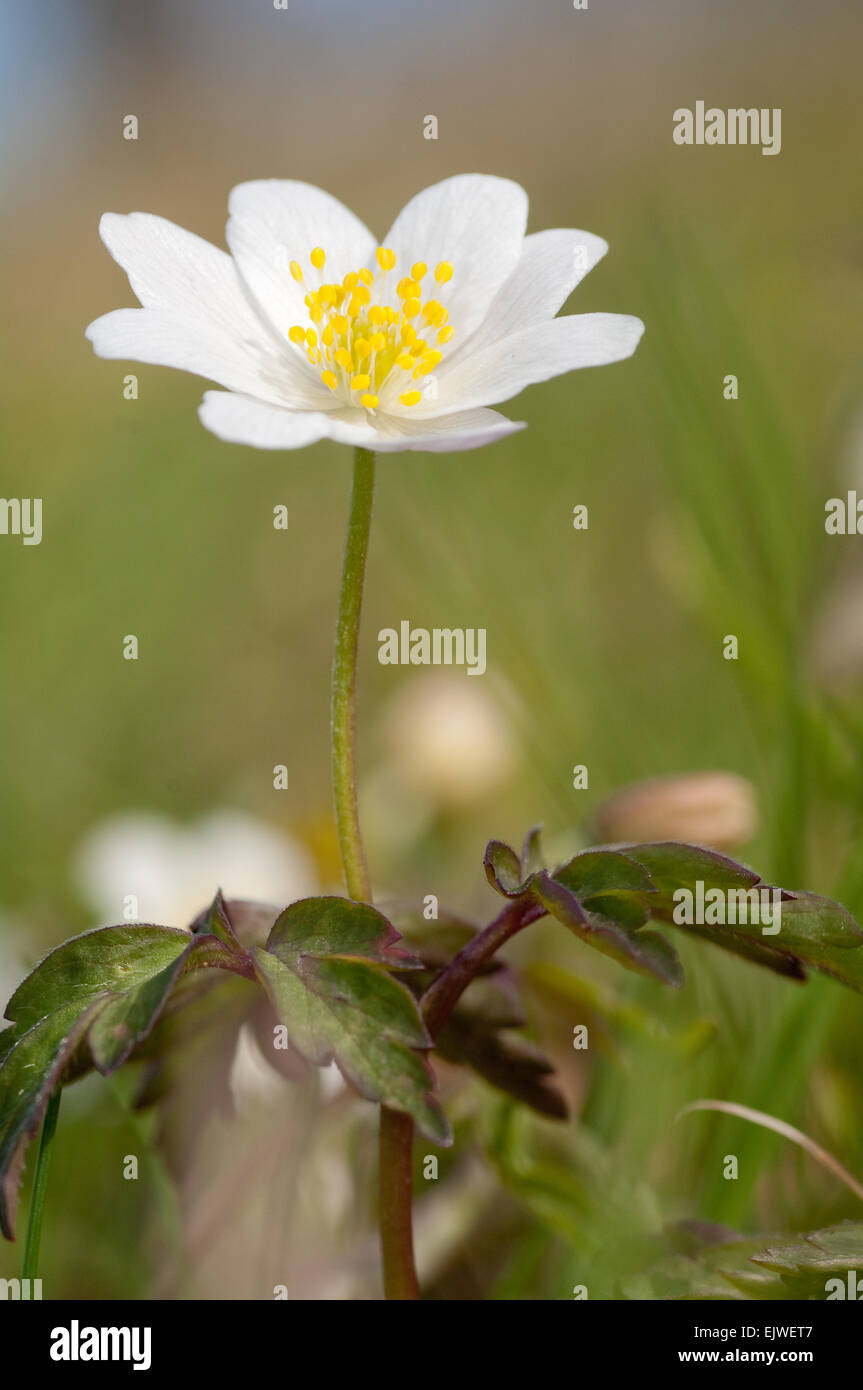 wood anemone close up Stock Photo