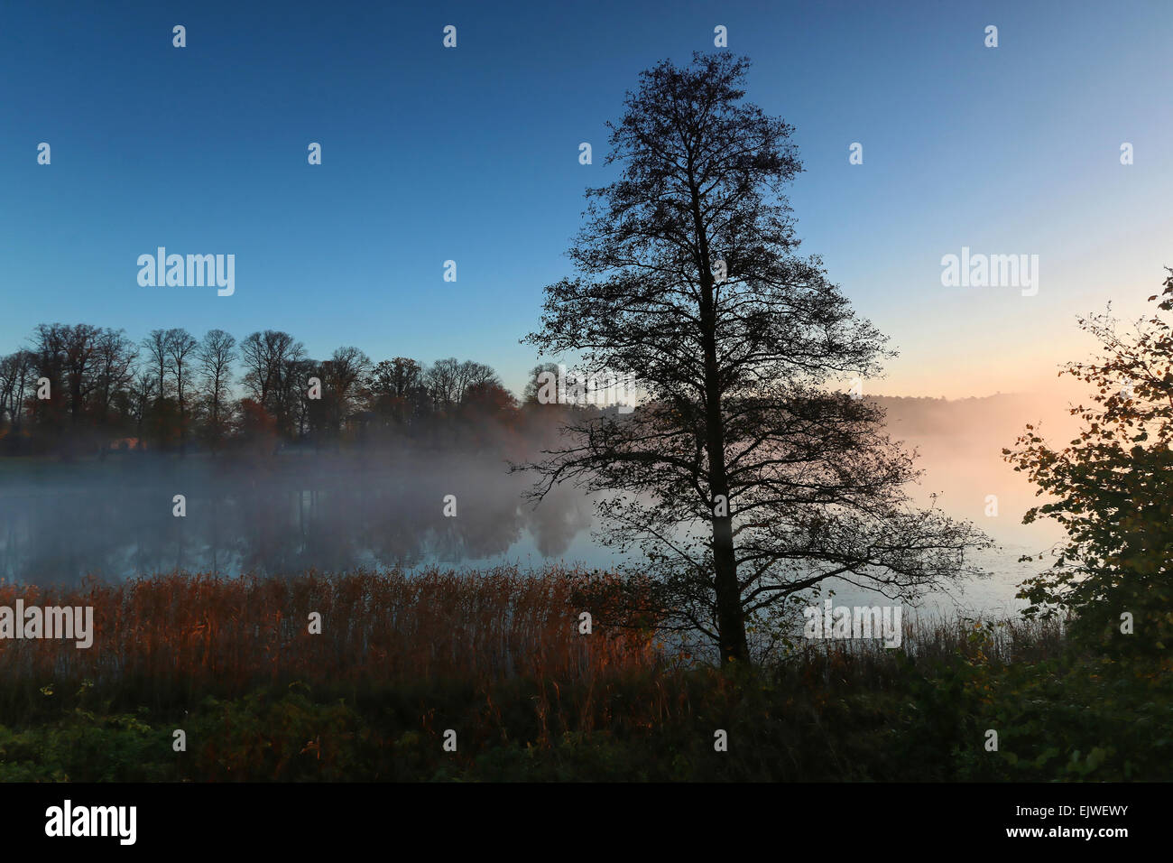 Silhouette of trees by the lake a foggy morning in October. Stock Photo