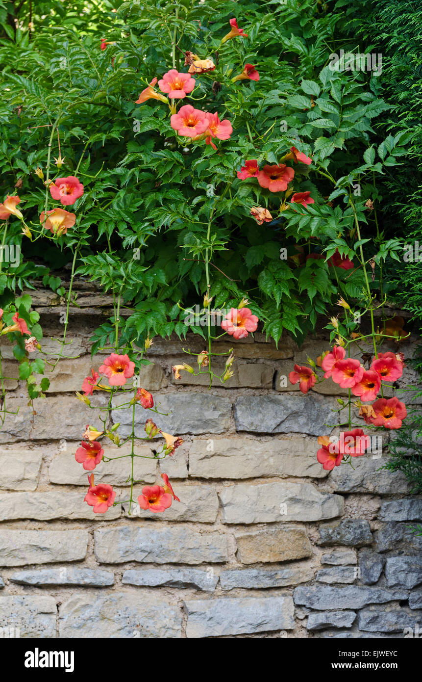 A lush Trumpet Vine (Campsis radicans), tumbles over an old stone wall in Santenay, Côte-dOr, Burgundy, France. Stock Photo