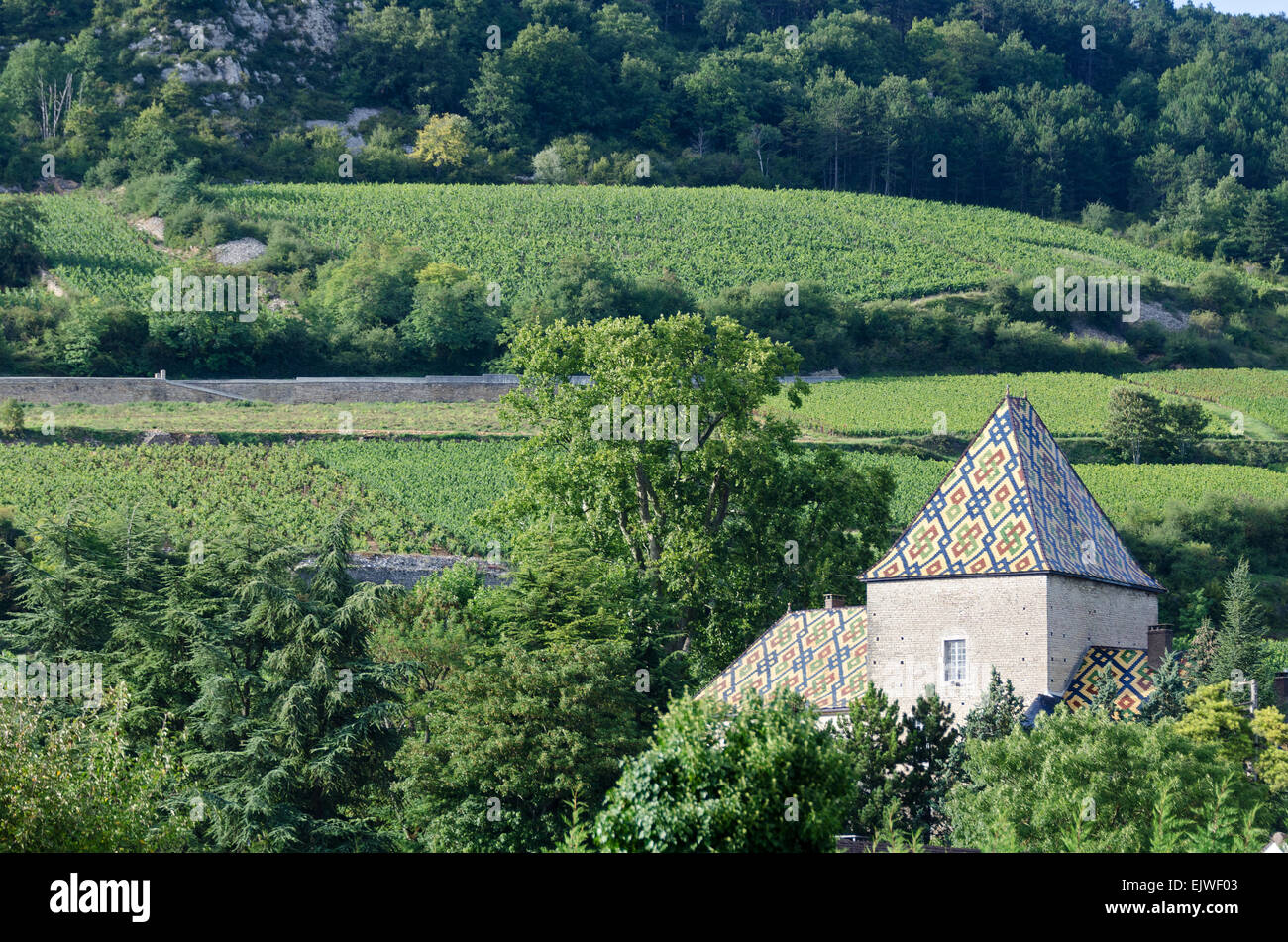 Vineyards surround the Château de Santenay, famous for its glazed tile roof, Santenay, Côte-dOr, France Stock Photo