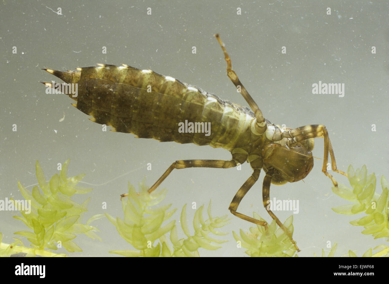 Brown Hawker larvae - Aeshna grandis Stock Photo
