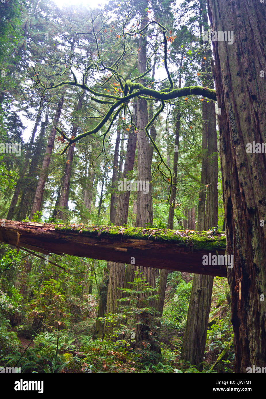 Redwood Trees along Steep Ravine Dipsea trail loop, in Mt. Tamalpais