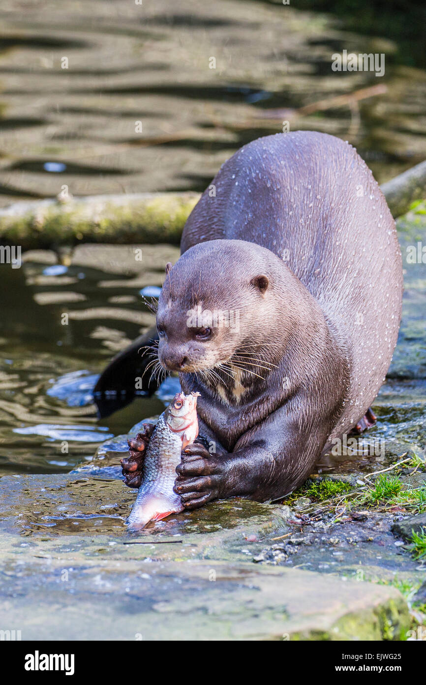 South American Giant Otter at Chestnut wildlife conservation centre in Chapel en le Frith, Derbyshire Stock Photo