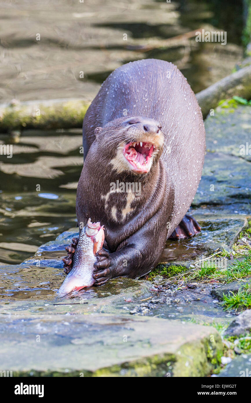 South American Giant Otter at Chestnut wildlife conservation centre in