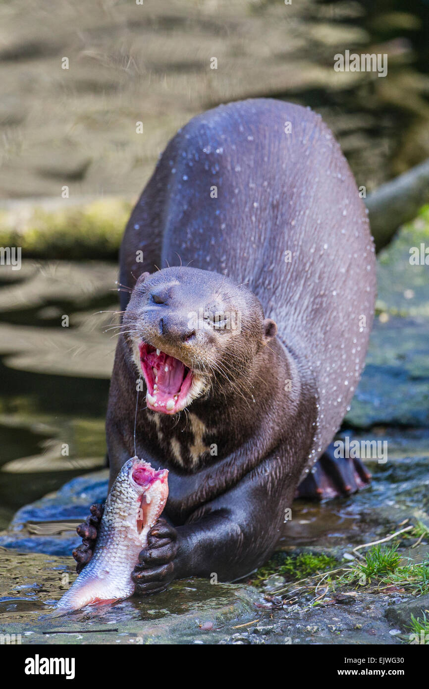 South American Giant Otter at Chestnut wildlife conservation centre in