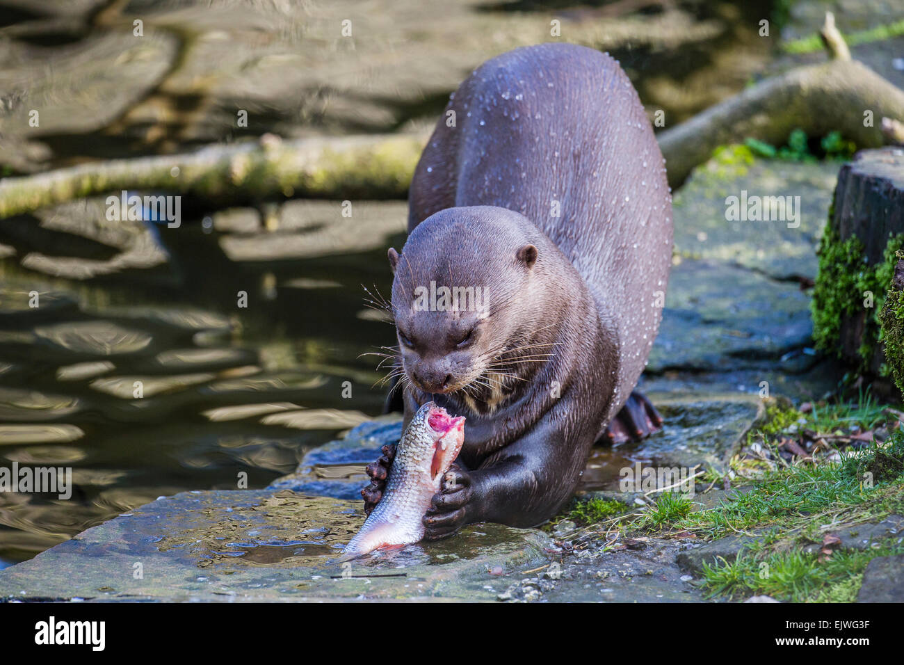 South American Giant Otter at Chestnut wildlife conservation centre in