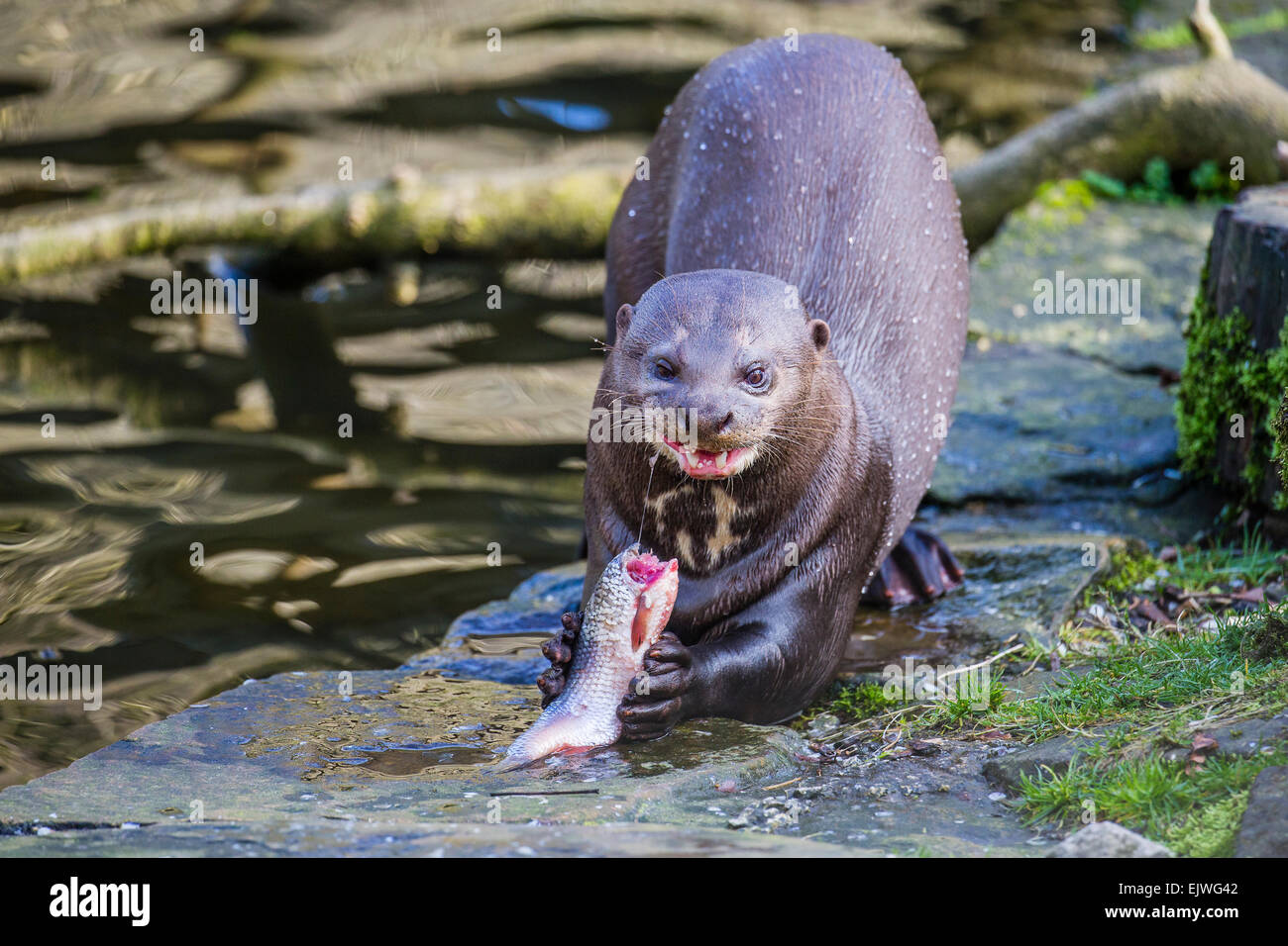South American Giant Otter at Chestnut wildlife conservation centre in