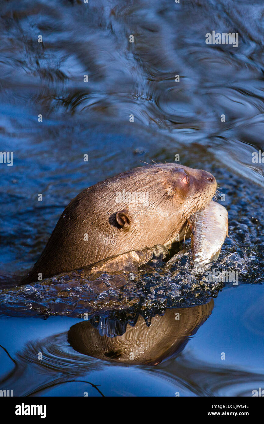 South American Giant Otter at Chestnut wildlife conservation centre in